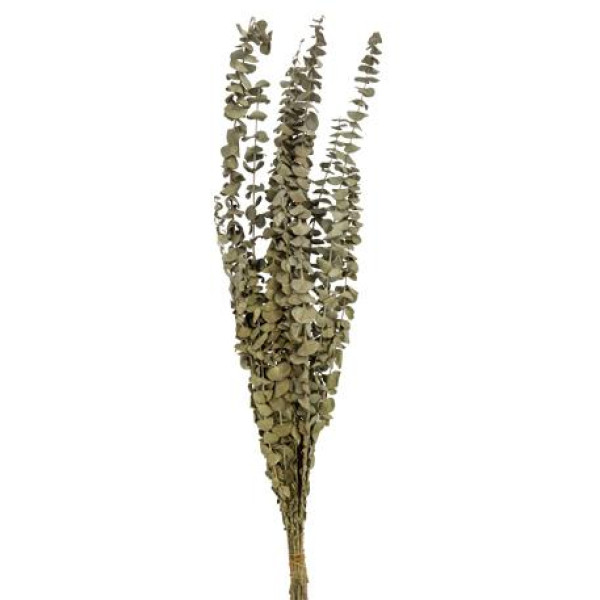 Beauty Home ΑΠΟΞΗΡΑΜΕΝΟΣ ΕΥΚΑΛΥΠΤΟΣ 66CM