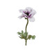 Beauty Home ΑΝΕΜΩΝΗ 57 CM