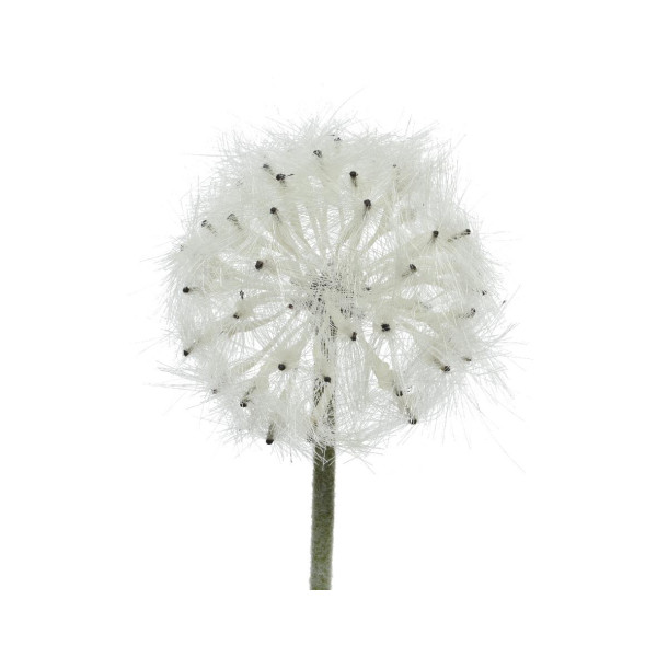 Beauty Home ΛΟΥΛΟΥΔΙ 50CM